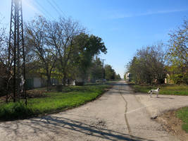  lajka on road