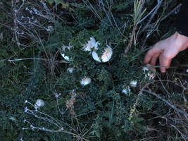  collecting mushrooms