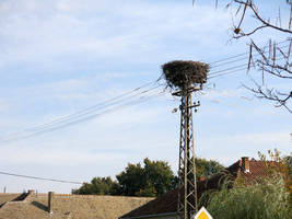  storks nest