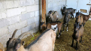  goats at dalibors