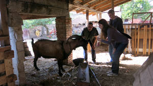  male goat ivana deki dalibor