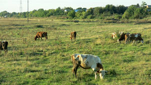  cows enterance to aradac