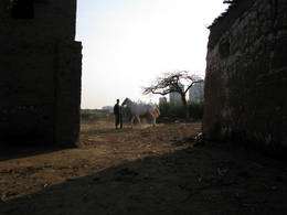 dahab island white horse