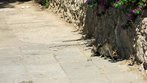  cat carrying kitten