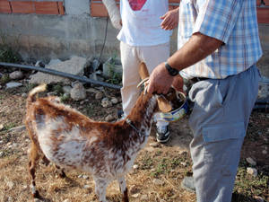 goat cheese