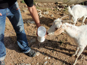 goat cheese