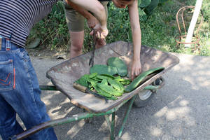 nopalitos