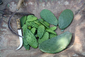 nopalitos