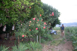 rosas pasifloras fermentadas