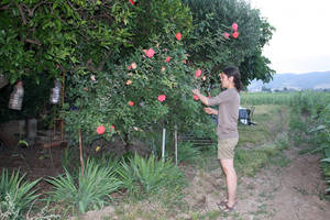 rosas pasifloras fermentadas