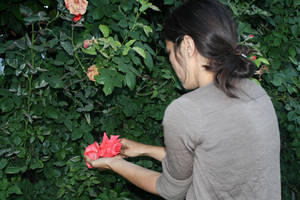 rosas pasifloras fermentadas