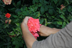 rosas pasifloras fermentadas