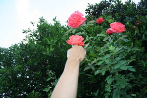 rosas pasifloras fermentadas