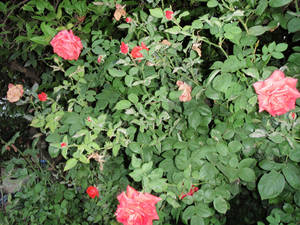 rosas pasifloras fermentadas