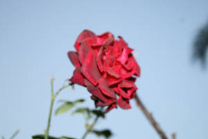 rosas pasifloras fermentadas