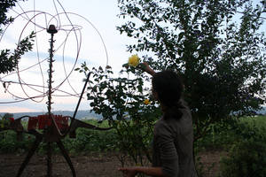 rosas pasifloras fermentadas