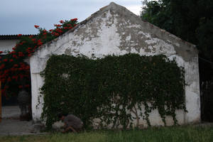 rosas pasifloras fermentadas