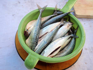 mackerel microculturas