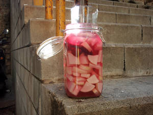 fermented radish microculturas