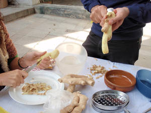 ginger microculturas