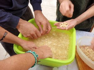 cleaning soyabeans microculturas