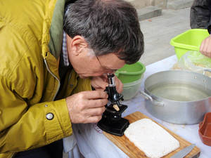 tempe funghi examination microculturas