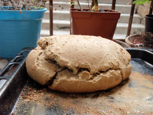 sourdough bread microculturas