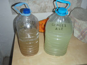 gingerbeer gingerale microculturas