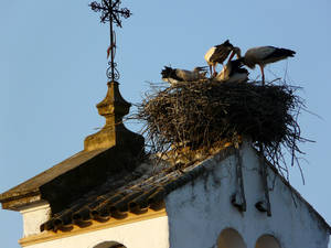 ciguenyas villarrubia