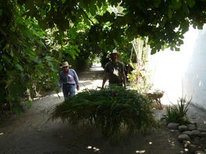 vida en cortijo