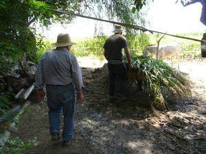 vida en cortijo