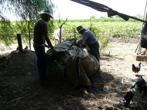 vida en cortijo