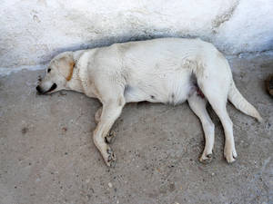 vida en cortijo