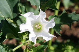 vida en cortijo