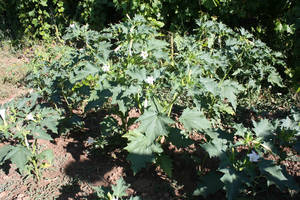 vida en cortijo