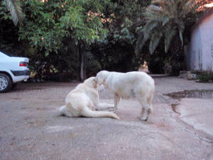 cortijo